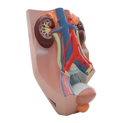 3B Scientific Male Urninary System Model, with 3B Smart Anatomy urinary