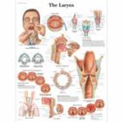 3B Scientific Larynx Chart 50 x 67 cm (19.7 x 26.4 in.) | Buy Online | 3B Scientific&trade; | Fisher Scientific