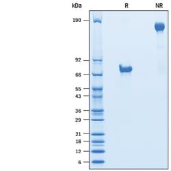 R&D Systems&trade;&nbsp;Recombinant Human VSIG4 Fc Chimera Avi-tag Protein