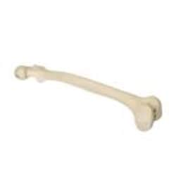 3B Scientific&trade;&nbsp;ORTHObones Human Femur Models