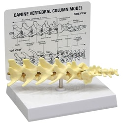 3B Scientific Canine Vertebrae Column Model Canine Vertebrae Column; Includes: