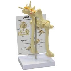 3B Scientific&trade;&nbsp;Canine Pelvis (Hip) Model