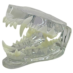 3B Scientific&trade;&nbsp;Clear Canine Jaw Model