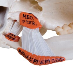 3B Scientific TMJ Human Skull Model, 2 Part - includes 3B Smart Anatomy 1 | Buy Online | 3B Scientific&trade; | Fisher Scientific