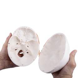 3B Scientific TMJ Human Skull Model, 2 Part - includes 3B Smart Anatomy 1 | Buy Online | 3B Scientific&trade; | Fisher Scientific