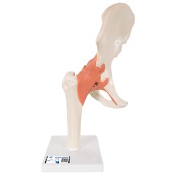 3B Scientific Deluxe Functional Joints - includes 3B Smart Anatomy 12.5 in. | Buy Online | 3B Scientific&trade; | Fisher Scientific