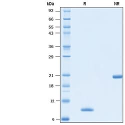 R&D Systems™ Recombinant Human BMP-4 Animal-Free Protein