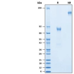 R&D Systems&trade;&nbsp;Recombinant Human CD19 Protein, Atto 488 Conjugate