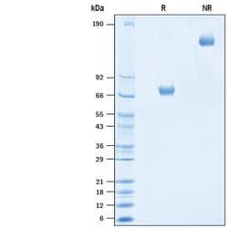 R D Systems Recombinant Human Siglec-3/CD33 Protein, Atto 647N Conjugate 50 &mu;g | Buy Online | R&amp;D Systems&trade; | Fisher Scientific