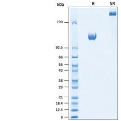 R&D Systems&trade;&nbsp;Recombinant Human ACE-2 Fc Chimera Avi-tag Protein (CHO)
