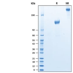 R&D Systems&trade;&nbsp;Recombinant Human Siglec-2/CD22 Fc Avi-tag Protein