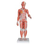 3B Scientific A88 Modelo de anatomía humana Fractura de Fémur y