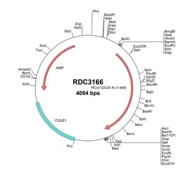 R&D Systems&trade;&nbsp;HCoV-OC43 Nucleocapsid (YP_009555245.1) VersaClone cDNA