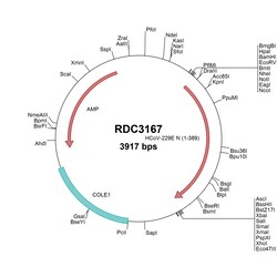 R&D Systems&trade;&nbsp;HCoV-229E Nucleocapsid (NP_073556.1) VersaClone cDNA