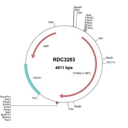 R&D Systems&trade;&nbsp;Human Transglutaminase 2/TGM2 (NP_004604.2) VersaClone cDNA
