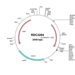 R D Systems Cynomolgus Monkey NKG2A (NP_001271106.1) VersaClone cDNA 10 &mu;g | Buy Online | R&amp;D Systems&trade; | Fisher Scientific