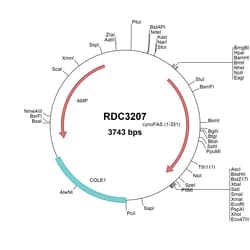 R&D Systems&trade;&nbsp;Cyno Monkey Fas/TNFRSF6 (NP_001270444.1) VersaClone cDNA