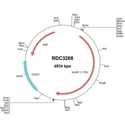 R D Systems Feline HGF (NP_001009830.1) VersaClone cDNA 10 &mu;g | Buy Online | R&amp;D Systems&trade; | Fisher Scientific