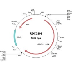 R&D Systems&trade;&nbsp;Mouse PEAR1 (NP_690012.2) VersaClone cDNA