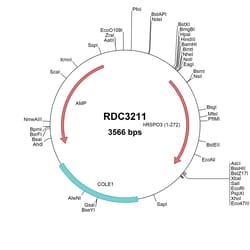 R&D Systems&trade;&nbsp;Human R-Spondin 3 (NP_116173.2) VersaClone cDNA