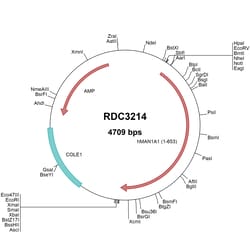 R D Systems Human MAN1A1 (NP_005898.2) VersaClone cDNA 10 &mu;g | Buy Online | R&amp;D Systems&trade; | Fisher Scientific