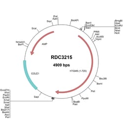 R&D Systems™ Human Transglutaminase 5/TGM5 (AAI19010.1) VersaClone cDNA