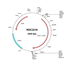R&D Systems&trade;&nbsp;Human PLK1 (NP_005021.2) VersaClone cDNA