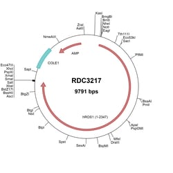 R D Systems Human ROS1 (NP_002935.2) VersaClone cDNA 10 &mu;g | Buy Online | R&amp;D Systems&trade; | Fisher Scientific