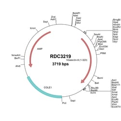 R&D Systems™ Human Galectin-9 (NP_002299.2) VersaClone cDNA
