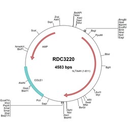 R&D Systems&trade;&nbsp;Human LTA4H (NP_000886.1) VersaClone cDNA