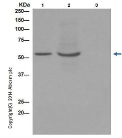 Abcam&nbsp;Z-VAD(OH)-FMK, Irreversible General Caspase Inhibitor, Solid, 1 mg