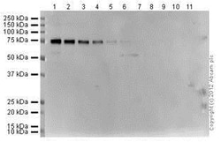 Abcam&nbsp;ECL Substrate Kit, Ultra High Sensitivity, Western Blot, 200 mL