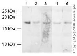 Abcam&nbsp;Histone H3 Peptide, Synthetic, Human, Tri Methyl K4, 1 mg