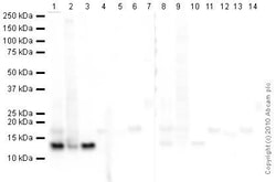 Abcam&nbsp;Histone H4 Peptide, Human, Synthetic, Unconjugated, 1 mg