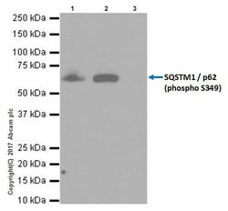 Abcam&nbsp;MG-132 Proteasome Inhibitor, Solid, >98% Purity, 25 mg