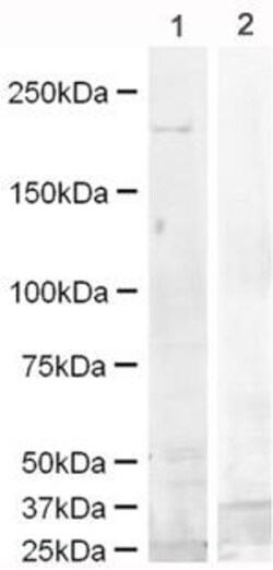 Abcam&nbsp;EGFR Peptide, Synthetic, Mouse, >90% Purity, 1 mg