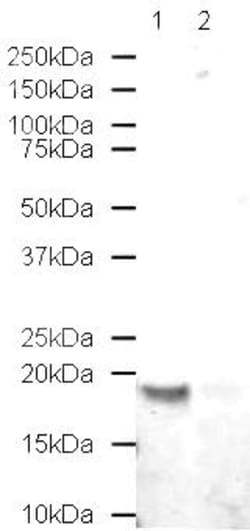 Abcam&nbsp;Histone H2B Peptide, Synthetic, Human, >90% Purity, 1 mg