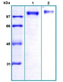 Abcam&nbsp;Recombinant Human ENPP1/PC1 Protein, >95% Purity, 100 &mu;g