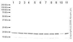 Abcam&nbsp;Histone H3 Peptide, Human, Tri-Methyl K27, Lyophilized, 500 ug
