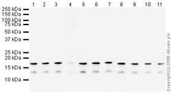 Abcam&nbsp;Human Histone H3 (di Methyl K36) Peptide, >90% Purity, 1 mg
