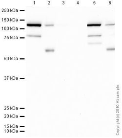Abcam&nbsp;Human Pan-AKT Phospho S473 Synthetic Peptide, >90% Purity, 1 mg