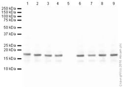 Abcam&nbsp;Human Histone H3 Peptide, Acetyl K27, Synthetic, 1 mg