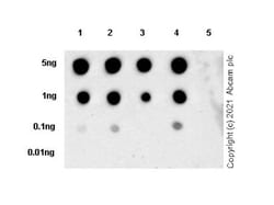 Abcam&nbsp;Histone H3 Multiclonal Antibody, Rabbit Host, RM1001, 1 mL