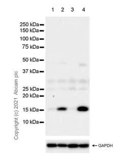 Abcam&nbsp;Anti-Histone H3 Antibody, Rabbit Multiclonal, RM1001, Carrier Free, 100 &mu;g