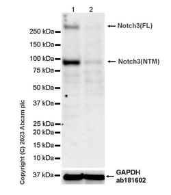 Abcam&nbsp;Rabbit Multiclonal Antibody, Anti-NOTCH3, RM1102, Carrier Free, 100 &mu;g