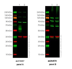 Abcam&nbsp;Anti-CD80 Antibody, Rabbit Multiclonal, Human Mouse, 100 &mu;L