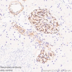 Abcam&nbsp;Anti-Nestin Antibody [RM2043], Rabbit Multiclonal, BSA and Azide Free, 1 mg