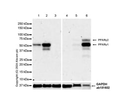 Abcam&nbsp;Ppar Gamma Antibody, Rabbit Multiclonal, BSA and Azide Free, 1 mg
