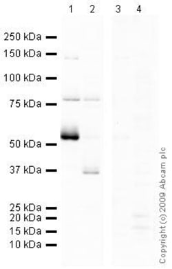 Abcam&nbsp;Human ENT1 Synthetic Peptide, >90% Purity, 1 mg