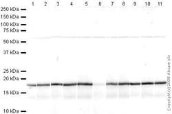 Abcam&nbsp;Human Histone H3 Peptide, Unmodified, Lyophilized, 500 &mu;g